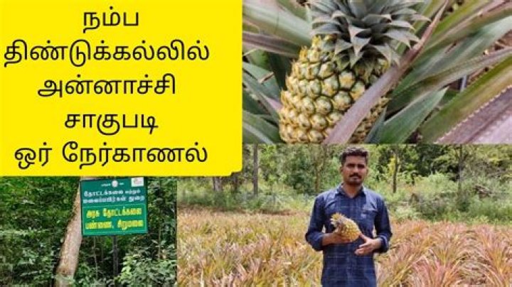 Why pineapple is called annachi palam